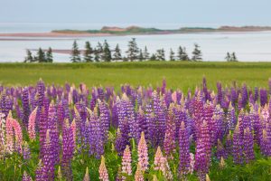 lupins in PEI