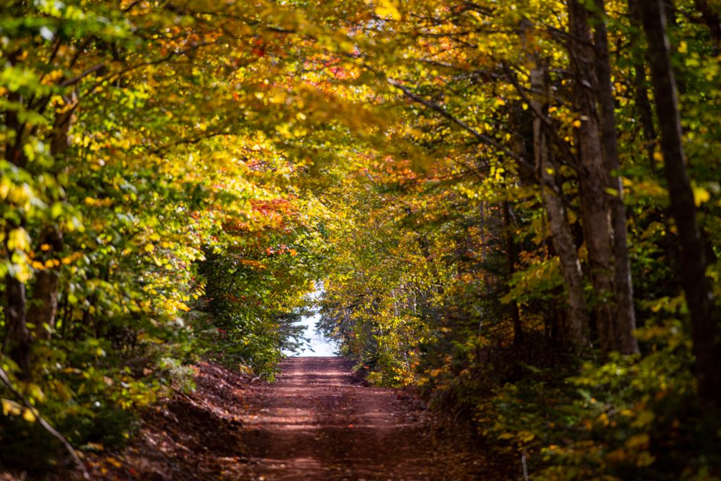 red dirt road with red, yellow and green fall leaves