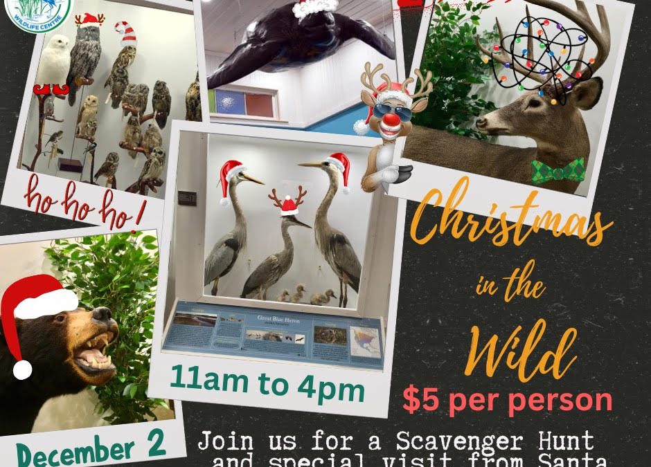 Christmas in The Wild – Carr’s Wildlife Center